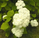 2009  Garten -7-2 083-1 .webp