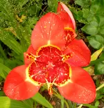 2009  Garten -7-2 084-1 .webp