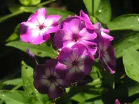 2009  Garten -7-2 108.webp