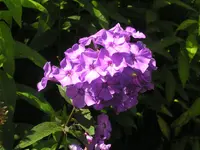 2009  Garten -7-2 109.webp