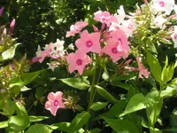 2009  Garten -7-2 113.webp