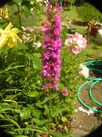 2009  Garten -7-2 101.webp