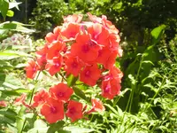 2009  Garten -7-2 115.webp
