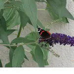 Bild 114.webp