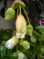 PICT3772.webp