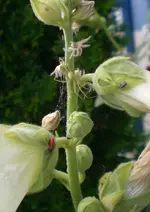 2009-07-09LebenaufderStockrose.webp
