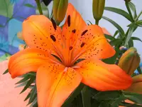 SA500363.webp SA500363.webp
