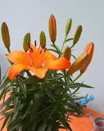 SA500365.webp SA500365.webp