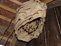 Bild 231.webp