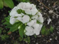 003.webp