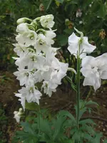 009.webp