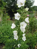 010.webp