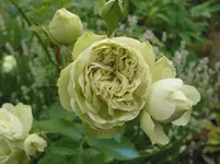 006.webp