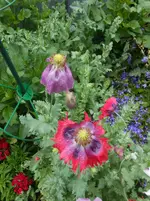 DSCN2677.webp