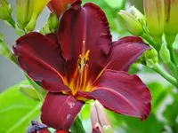 DSC01811.webp