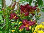 DSC01812.jpg