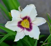 villaseye.webp