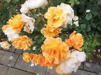 Bilda022.webp