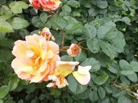 Bilda046.webp
