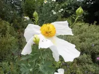 Bilda162.webp