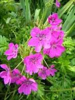 DSCN9184.webp