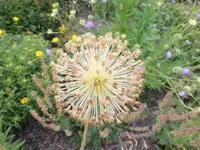 Bilda147.webp