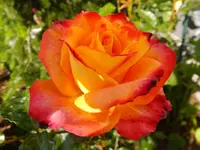 DSCF9084.webp