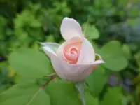 P1180891.webp