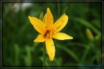 Citrina.jpg
