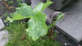 IMG_20150621_194136.webp