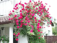 DSCF3878.webp