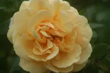Kaiser von Lautern Strauchr. Michler 2000.jpg