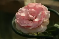 Mini Eden 85 Kletterrose Meiland 2008.webp