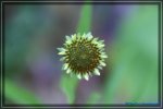 comp_DSC03830.jpg