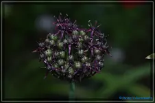comp_DSC03819.webp