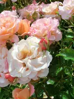 CIMG0956.webp