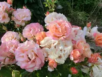 CIMG0964.webp