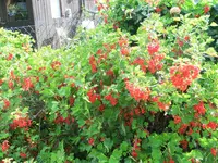 CIMG0957.webp