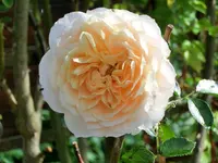CIMG0959.webp