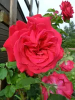 CIMG0966.webp