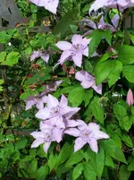 CIMG0952.webp