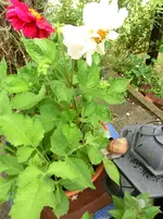 CIMG0950.webp