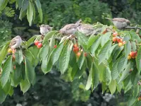 DSCF9235.webp