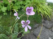 erodium almadovar.webp