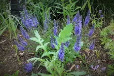 DSCF1606 (2).webp