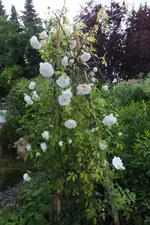 g schneewittchen.webp