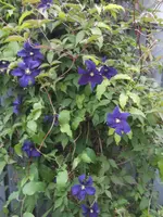 DSCN2663.webp