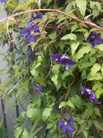 DSCN2678.webp