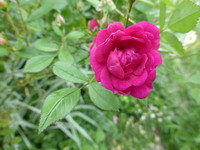 P1410133.webp