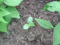 Gurke Kürbis.webp